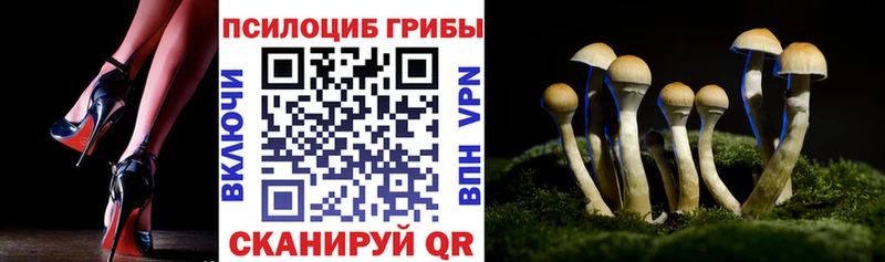 Купить закладки  Бирюч  Псилоцибиновые грибы GOLDEN TEACHER 